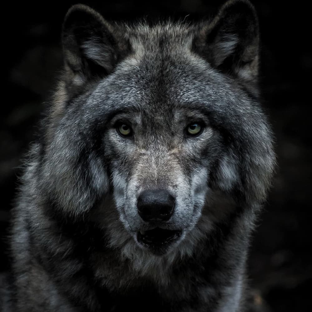 Lobo